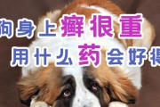 如何有效治疗狗狗身上的红疹？（探索最佳护理方法，让你的爱宠健康快乐）