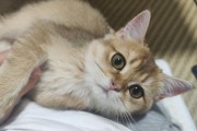 聪明的猫咪（猫咪的智商表现及其特征，你不可不知）