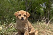 金毛的成熟期（金毛宠物犬成长过程中调皮行为的转变和应对策略）