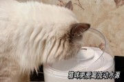 猫咪日常补水需求及喝水过多的问题（了解猫咪的饮水需求和注意喝水过多的问题，让宠物健康快乐）