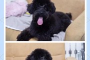 泰迪犬寿命揭秘（揭开泰迪犬生命之谜，深入了解其寿命特点）
