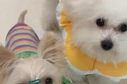 选择合适的小型犬为有孩家庭添加温暖与快乐（六种适合有孩家庭养狗的小型犬推荐，让孩子与宠物共同成长）