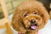 贵宾犬怎样饮食才能健康长个子？（了解贵宾犬的饮食需求，帮助它们健康成长）