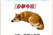 狗狗与主人的相识之道（狗狗对主人的认识需要多久？）