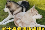哈士奇运动时长的重要性（探索哈士奇运动时长对健康的影响）