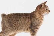 常见的宠物猫品种及特点（探索宠物猫世界，迎接可爱伙伴的加入）