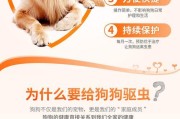 定期驱虫的重要性（泰迪犬出现以下反应说明需要驱虫了，千万别掉以轻心！）