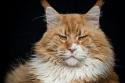 长相凶猛内心温柔的七种大型猫（探寻世界上外表威猛却内心温柔的大型猫咪品种）