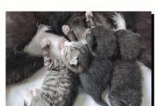 猫咪的生育周期及新生猫宝宝的护理（猫咪生育周期详解，为新生猫宝宝提供全方位的关爱与保护）