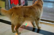 以1岁金毛注意什么（为你的小金毛宝贝提供全面关怀）