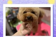 狗的必备用品（了解狗需要哪些东西，让你的爱犬过上幸福健康的生活）