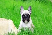 法国斗牛犬的饲养指南（爱犬健康快乐成长，从正确的饲养开始）
