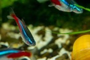 虎皮鱼的全面饲养指南（打造健康、美丽的虎皮鱼水族箱生活）