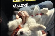 如何正确喂养两个月大的萨摩耶（萨摩耶喂养指南及注意事项）