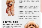 如何合理安排泰迪狗的剃毛频率（科学护理，打造可爱泰迪造型）