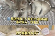 遇到猫咪咬人怎么办？应对方法一览（保护自己，妥善处理猫咪咬伤）