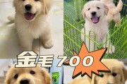 如何辨别金毛幼犬是否为纯种（从外观特征到血统证明，全面了解金毛幼犬的鉴别方法）