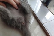 揭秘猫咪的性别之谜（猫咪公母分辨及其最大区别，让你一秒变猫界专家）