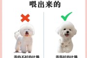 健康喂养你的比熊犬（为你的比熊犬提供营养均衡的饮食）