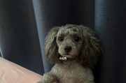 贵宾犬胎毛修剪的最佳时机（了解贵宾犬胎毛修剪的最佳时间和方法）