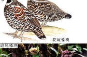 如何饲养斑尾蚁鵙（从准备到繁殖，全方位了解饲养技巧）