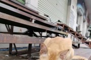橘猫额头上的“M”是什么意思？（探寻橘猫额头上的神秘标记）