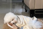 狗狗不动了但还呼吸（揭开宠物无力行动的原因与解决之道）