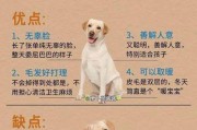 如何让你的拉布拉多犬健康成长（关注这6点，打造健康快乐的宠物生活）
