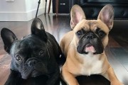 如何正确饲养法国斗牛犬（从饮食到训练，全面指南让你成为一个合格的法国斗牛犬主人）