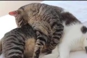 揭秘猫咪为何总是爱“舔毛”（猫咪舔毛的含义与原因）