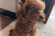 与泰迪共度时光——打造完美狗狗伴侣（以配上狗狗的泰迪什么样？）