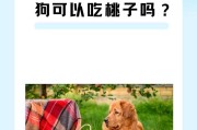小狗成长需补钙，合理补充关键（全面补充营养，助小狗健康成长）