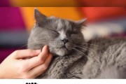 猫咪的奇妙耳朵之旅（解密猫咪耳朵中的秘密）