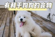 狗吃东西后多久拉屎的规律（探究狗狗饮食与排便之间的时间关系）
