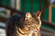 探索家猫的常见品种及其特点（从波斯猫到暹罗猫，了解家猫的品种多样性）