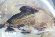 胭脂鱼的饲养方法（从选购到繁殖全方位解析，打造健康水族馆）
