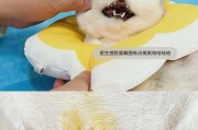 猫咪绝育（宠物主人必知的猫咪绝育常识）