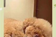 如何帮助泰迪度过寒冷冬天？（泰迪犬的冬季保暖必备攻略）