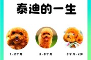 养泰迪的花费及经济实惠养宠攻略（揭秘养泰迪所需开销，教你省心省钱养宠）
