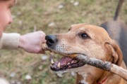 贵宾犬的饮食指南（了解贵宾犬的饮食需求，让它健康快乐的成长）