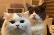 母猫生产后的排便情况（了解母猫产后排便时间，关注猫咪健康）