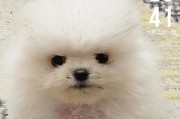 幼犬博美低血糖补什么？（探索幼犬博美低血糖问题的营养解决方案）
