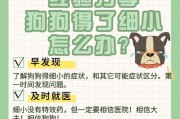 小狗得了细小，如何用药治疗？（了解细小病毒及药物治疗方法，为宠物提供适当的护理。）
