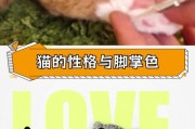 揭秘猫咪肉垫的高温之谜（探寻为什么猫咪肉垫会感到异常热？）