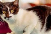 为什么猫会发抖？（探究猫咪发抖的原因和意义）