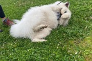 萨摩犬为什么毛短？（探索萨摩犬毛短的原因及其影响）