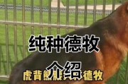 德国牧羊犬（探索德国牧羊犬的特点及其在各个领域的卓越表现）