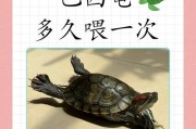 探秘巴西龟的性别之谜（揭开巴西龟公母之间的区别与辨识方法）