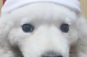 萨摩耶犬的养护与预防针注射（了解萨摩耶犬的养护知识，保证其健康成长）