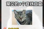 猫咪与花朵（揭秘猫咪过敏的花朵种类与症状）